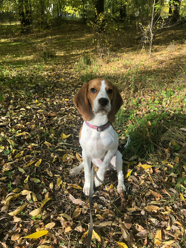 KS - Андрей Л. В.