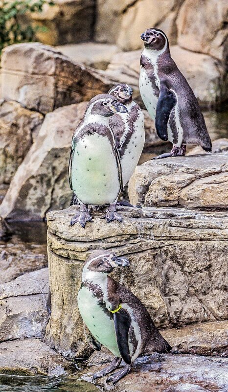 пигвины - Аркадий Лаптенко