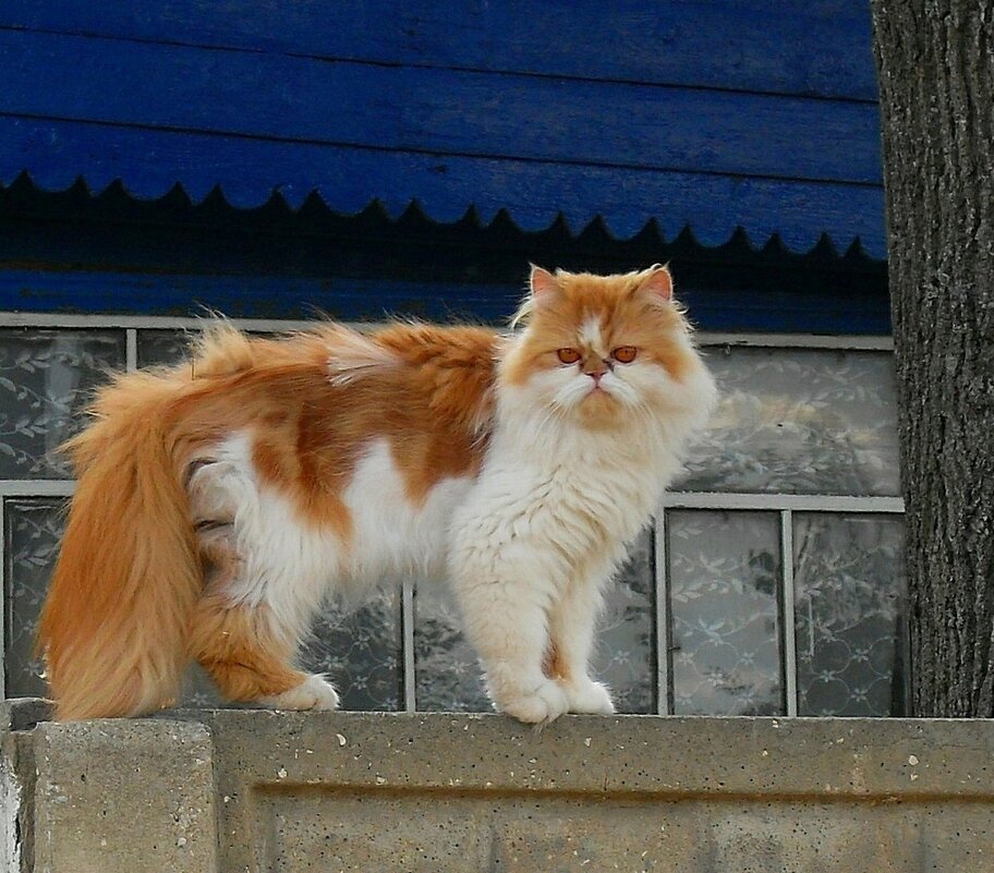 Сторожит дом.... - Наталья ***