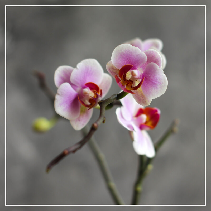 Моя коллекция орхидей - Irene Irene Моя коллекция орхидей - Irene Irene