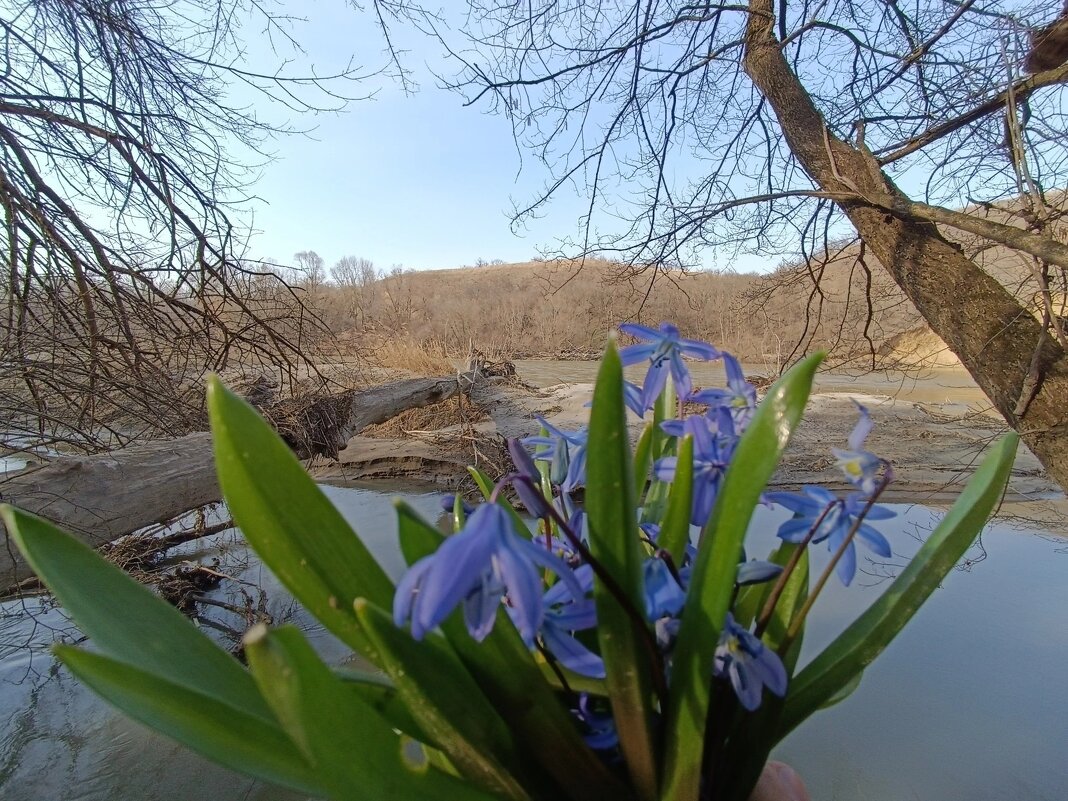 Пролеска - Слава Коломойцев