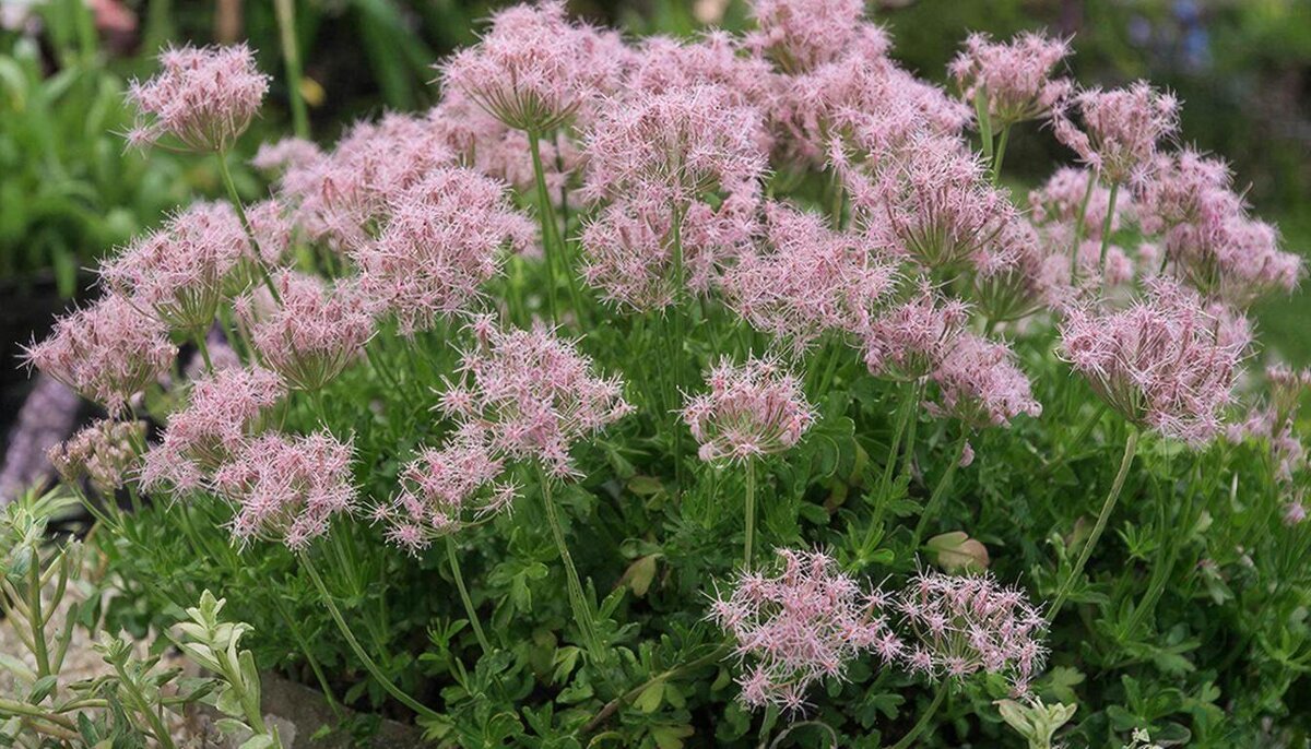 цветы - МАРИЯ ПОПОВА