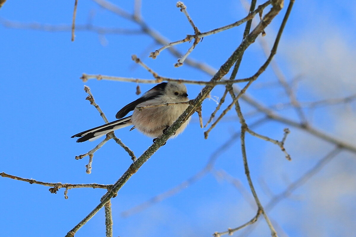 Ополовник или малая длиннохвостая синица - Ninell Nikitina Ополовник или малая длиннохвостая синица - Ninell Nikitina