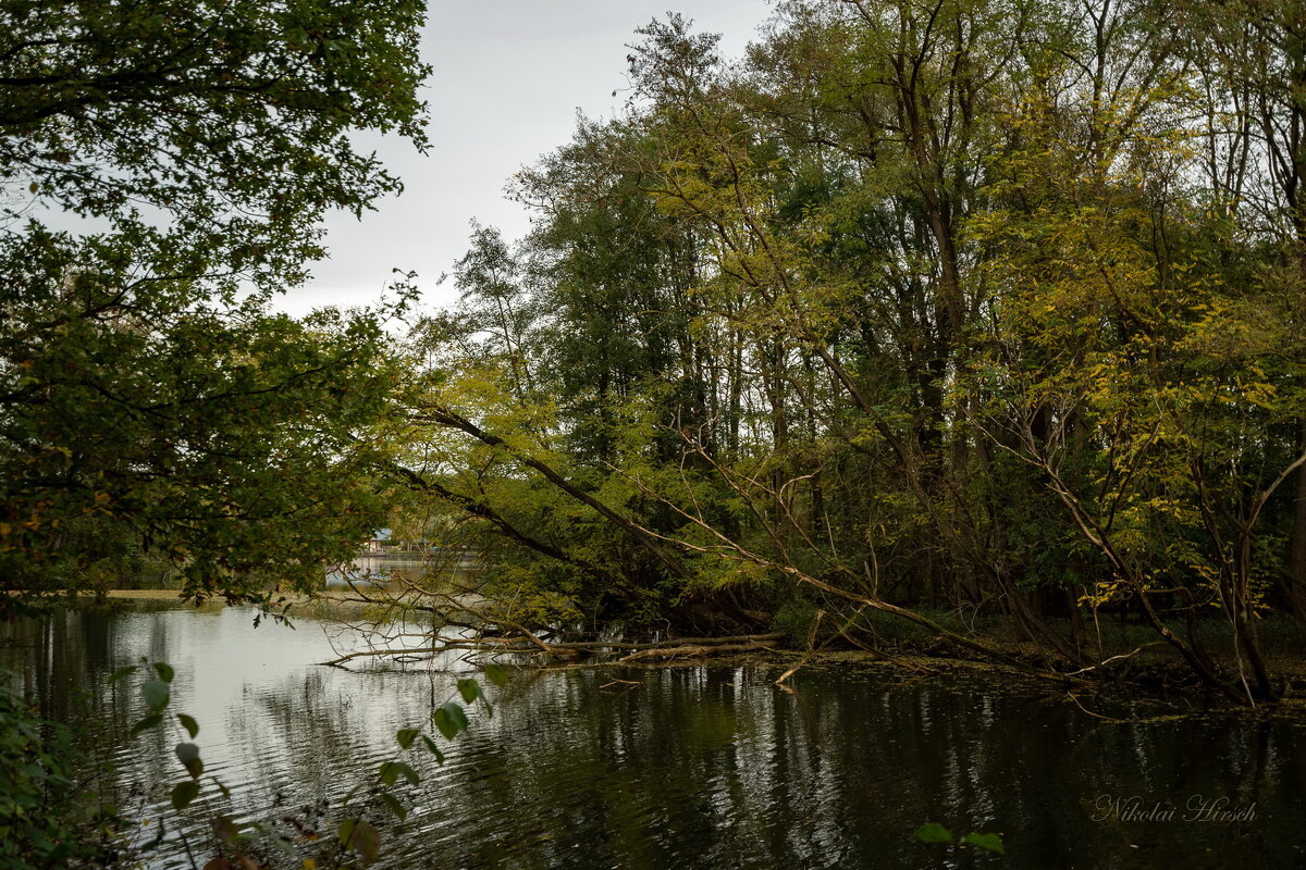 У упавших деревьев... - Николай Гирш У упавших деревьев... - Николай Гирш