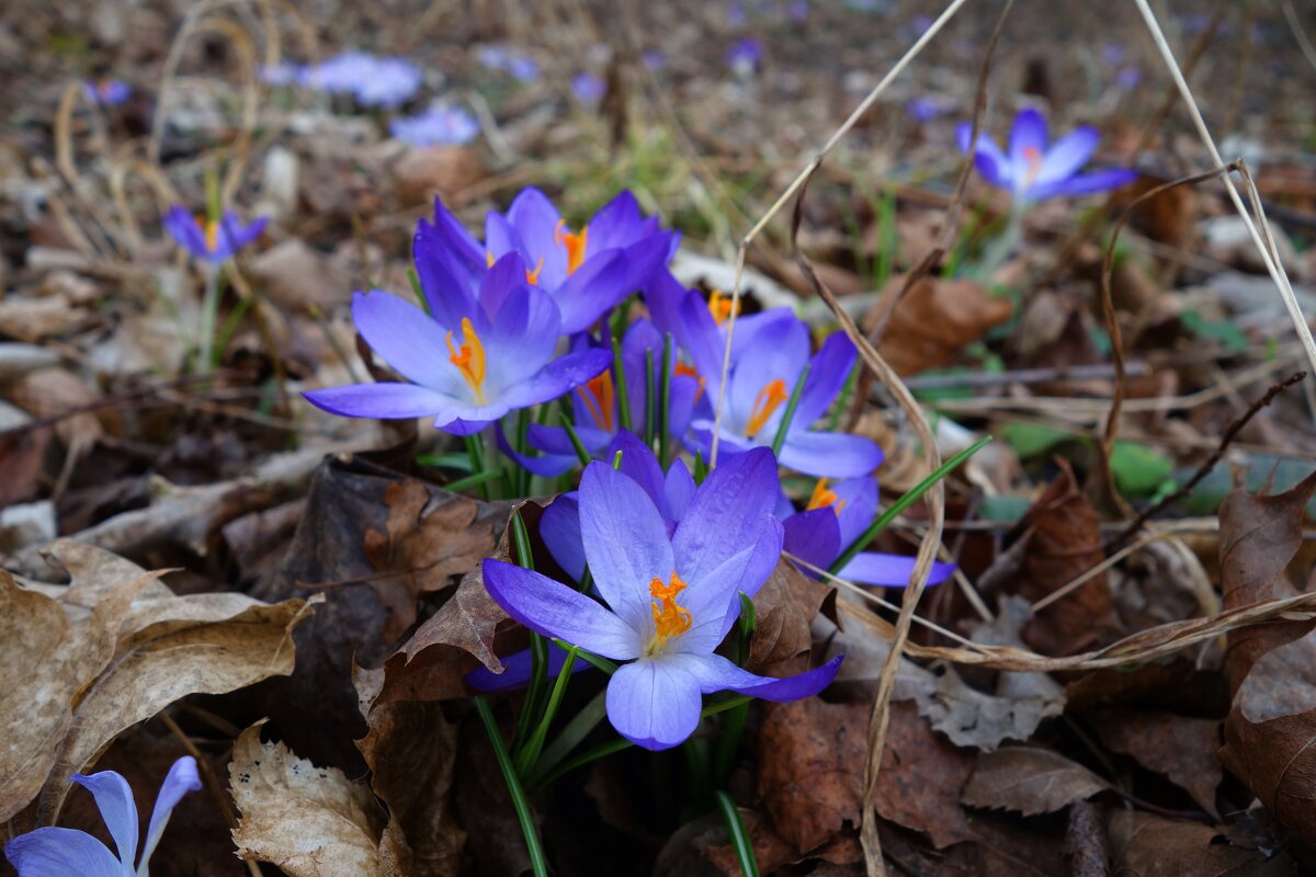 ...три шага до весны...... - Галина ...три шага до весны...... - Галина