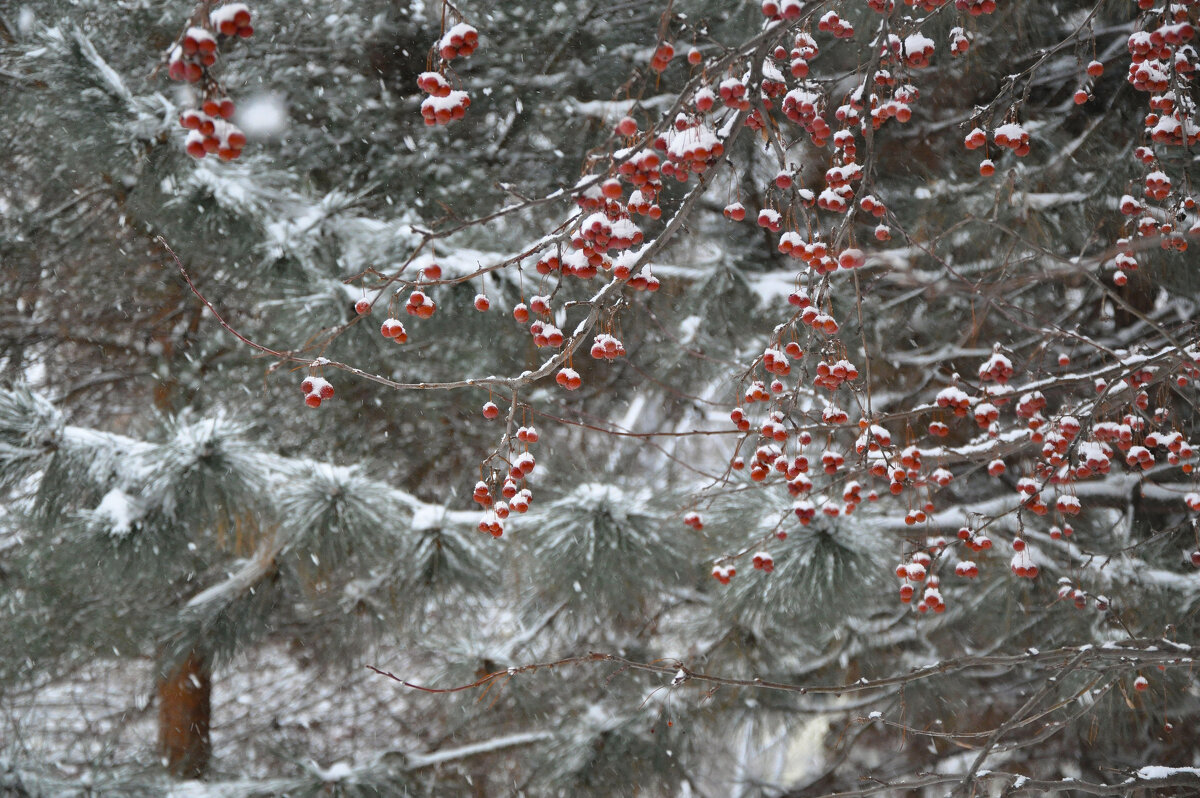 Февральские яблочки - Татьяна Машошина