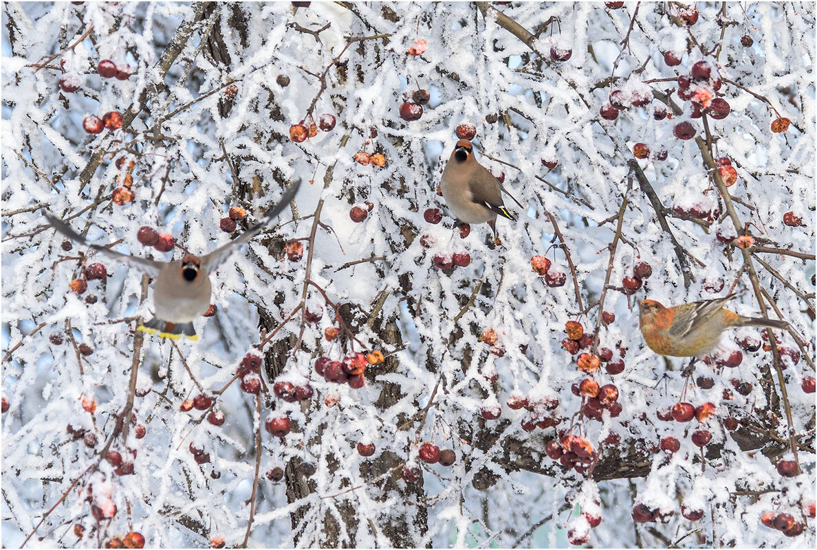 Утренний калейдоскоп февраля - Валентин Котляров