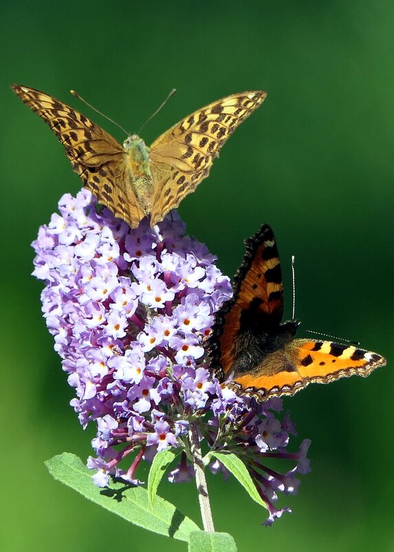 бабочка яркая красивая Aдмирал, Перламутровка.. - "The Natural World" Александер