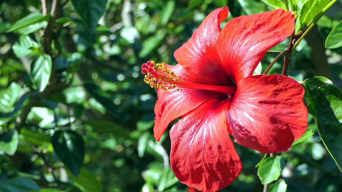 ... - "The Natural World" Александер