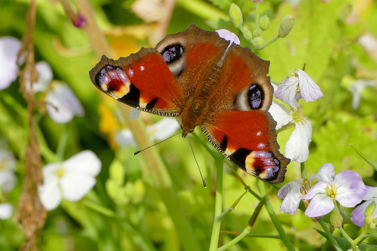 опять про бабочек...493 - Александр Прокудин