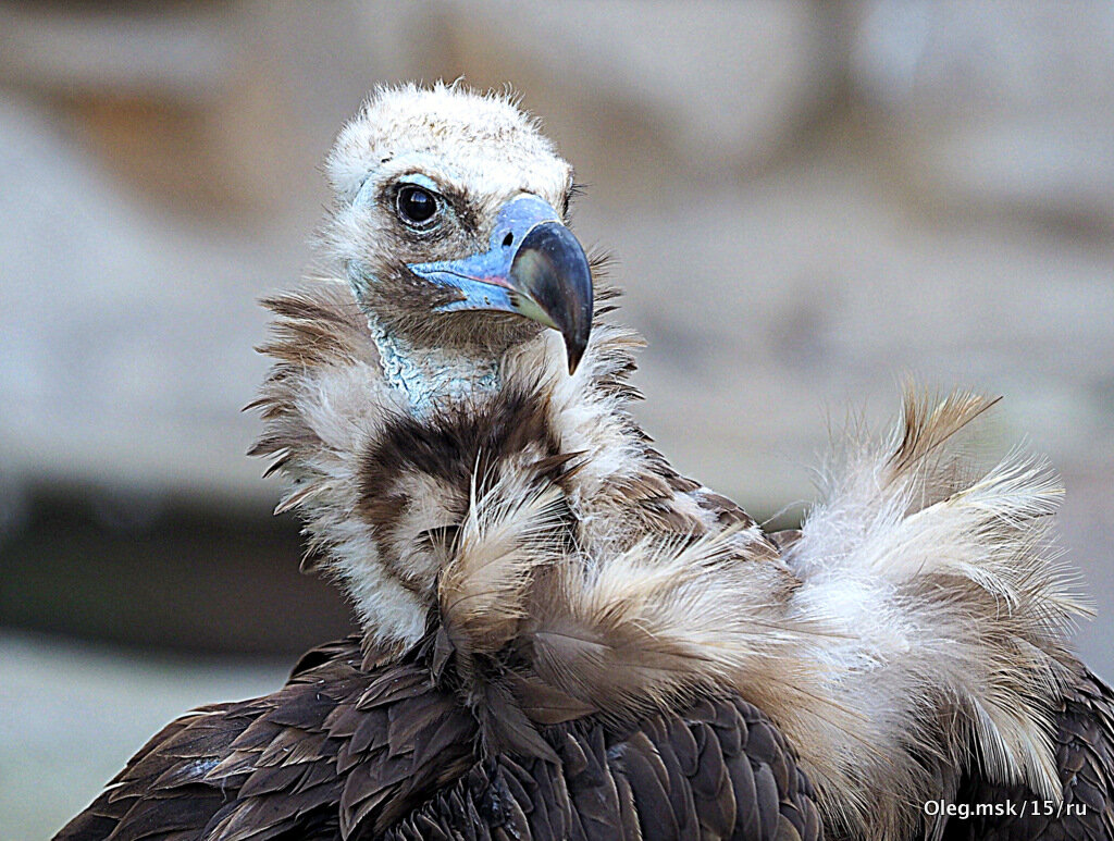 птицы высокого полета - Олег Лукьянов птицы высокого полета - Олег Лукьянов