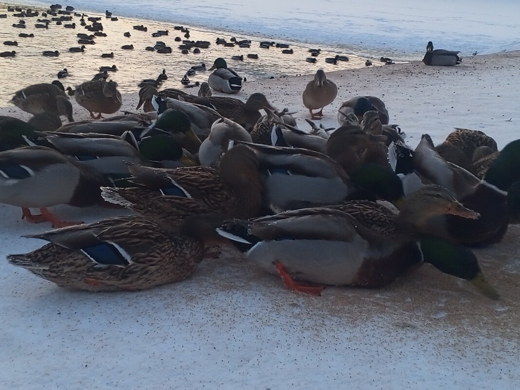 Утки - Сапсан 