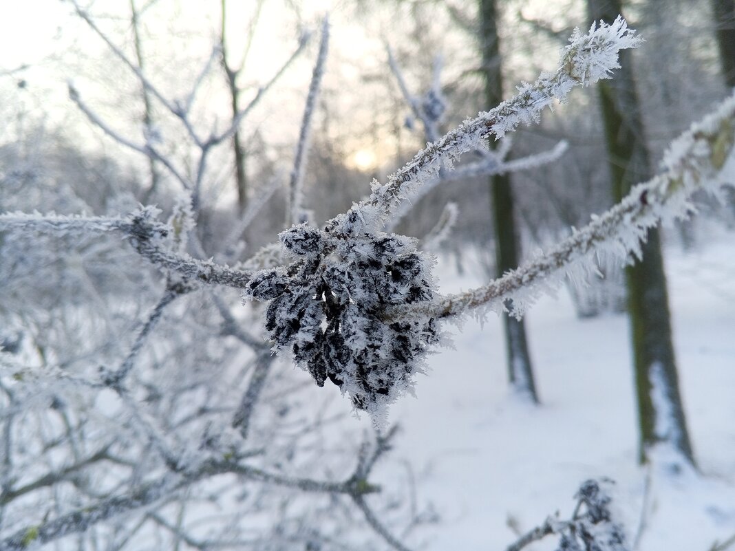 Изморозь - Сапсан 