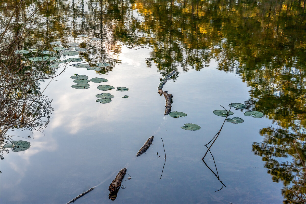 Кувшинки - **** vedin