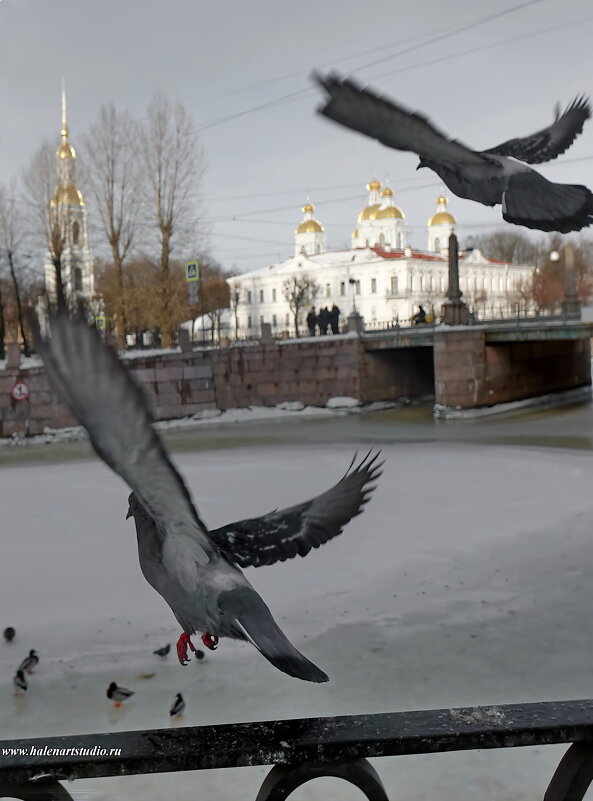 Семимостье - Игорь Корф