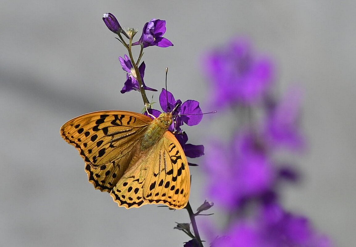 залетная - Aleksandr .