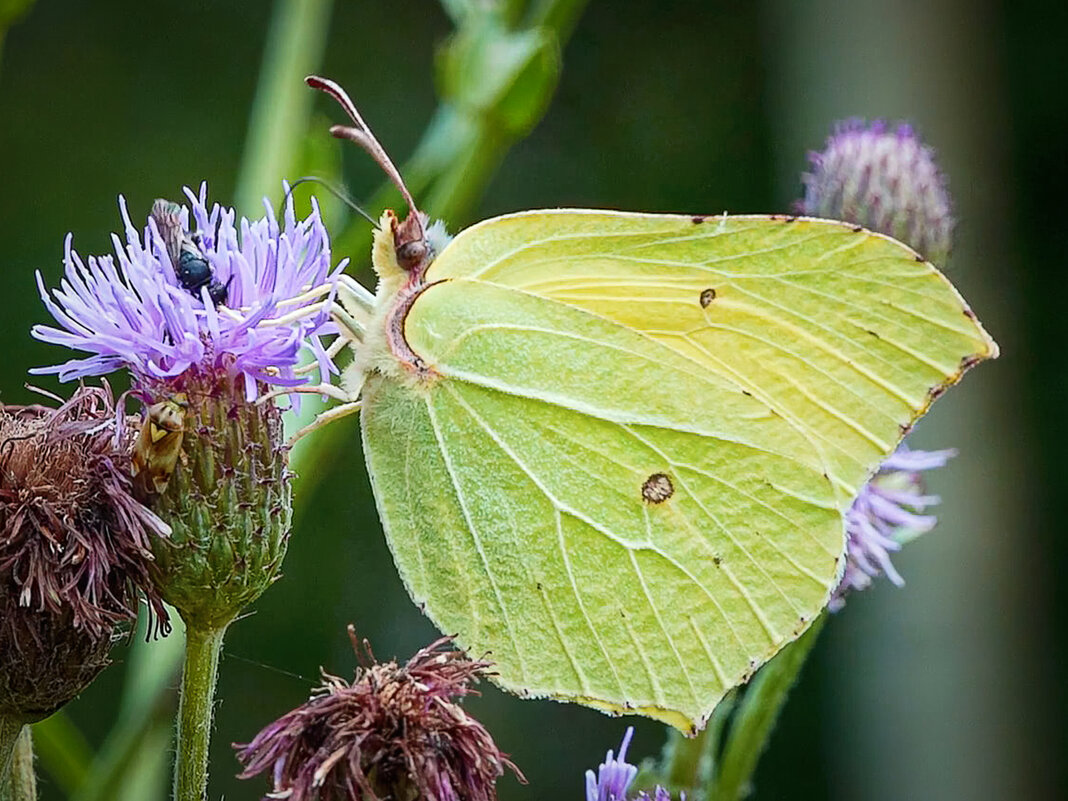 Бабочка лимонница крушинница. - Aleksey Afonin