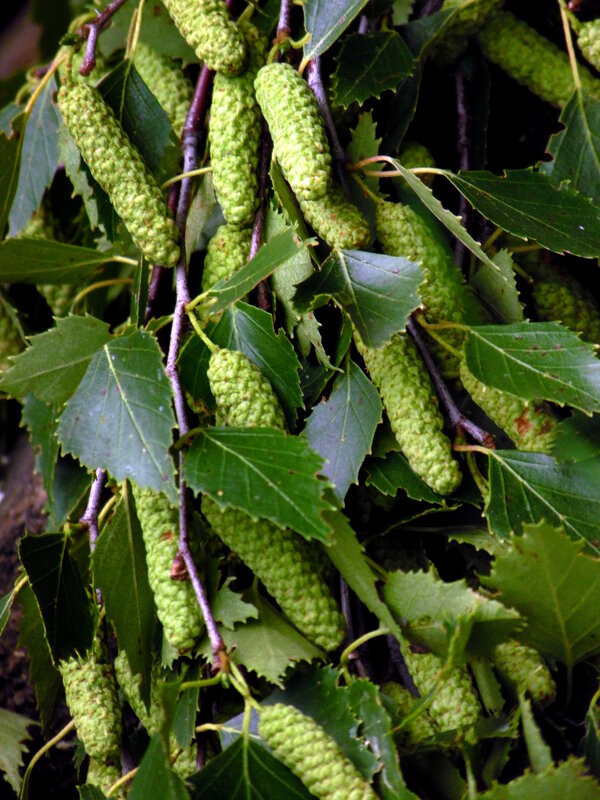 Берёзкины серёжки. - nadyasilyuk Вознюк Берёзкины серёжки. - nadyasilyuk Вознюк