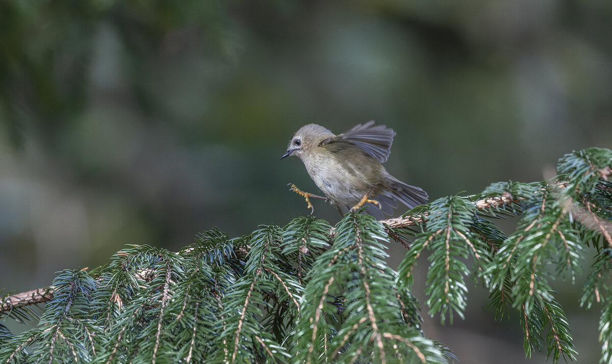 желтоголовый королек - юрий макаров