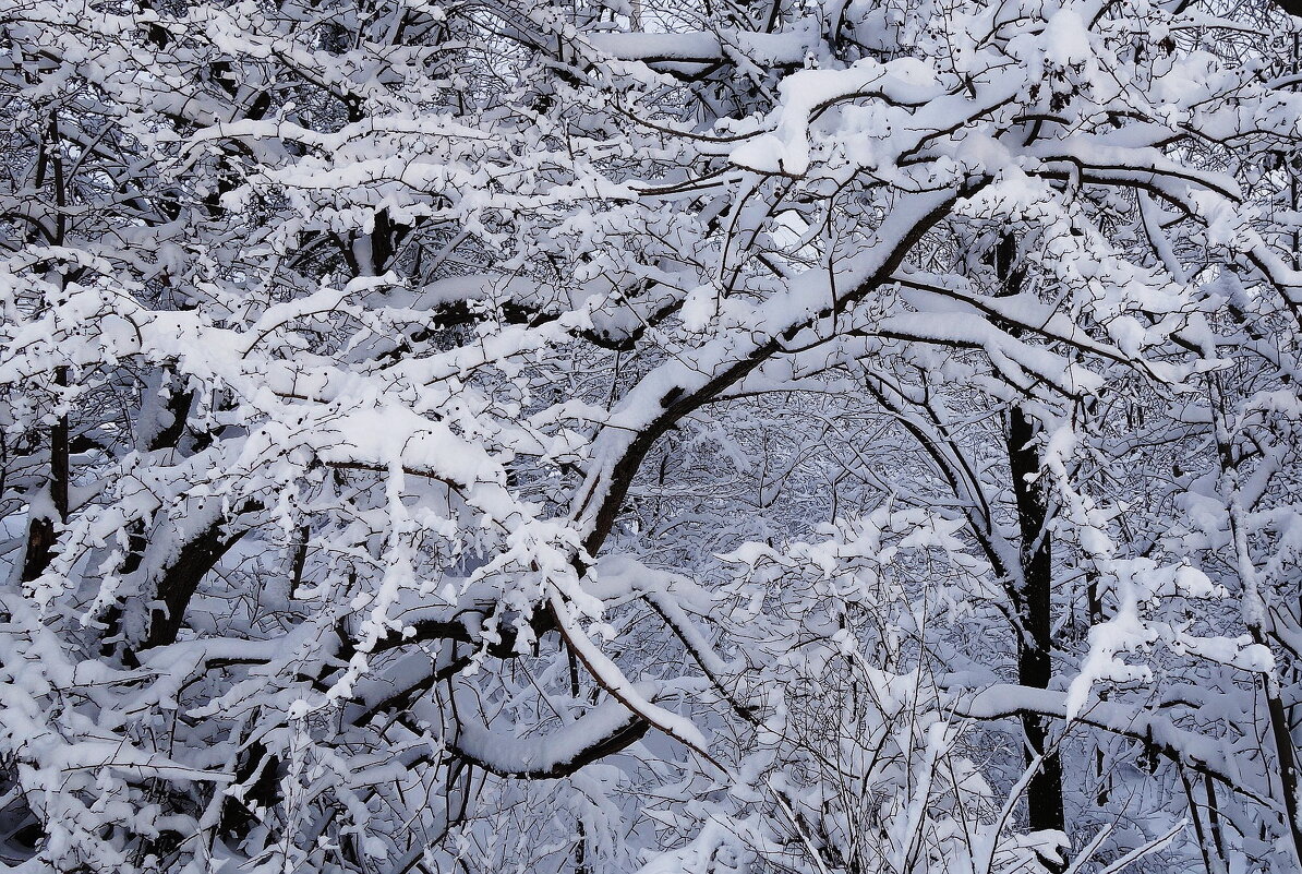Зимние кружева - Рита Симонова