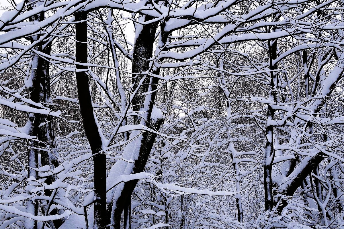 Зимние кружева - Рита Симонова