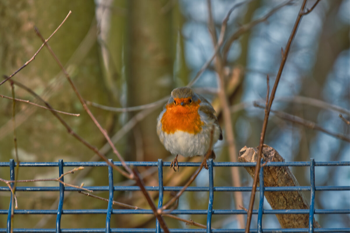 Птичка - Jakob Dick