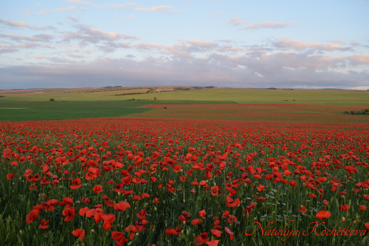 Природа Крыма - Amazing Cosmea