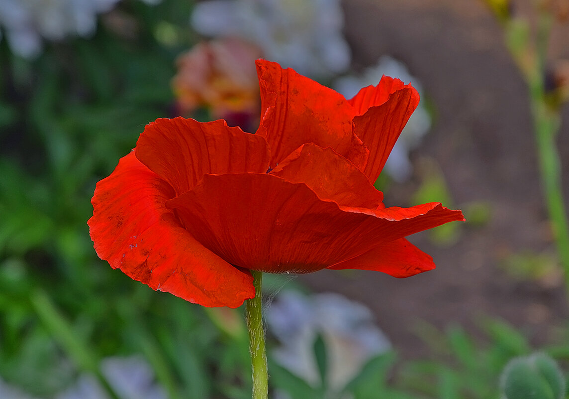 Вспоминая лето. - Валентина Нефёдова Вспоминая лето. - Валентина Нефёдова