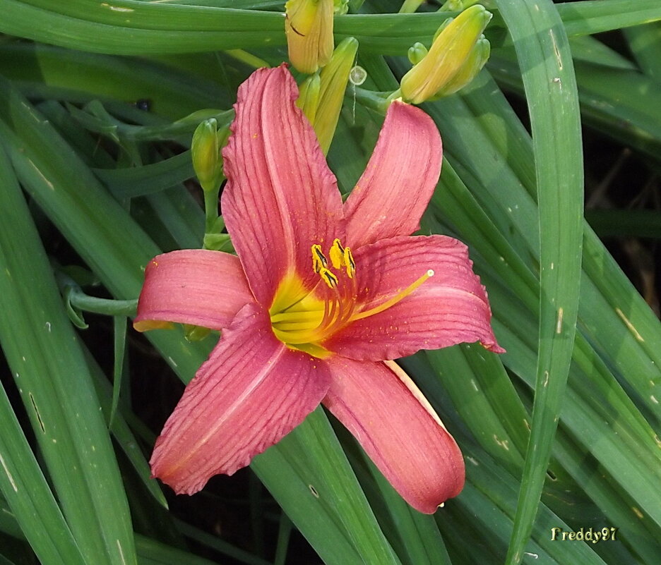 Лилейник - Freddy 97