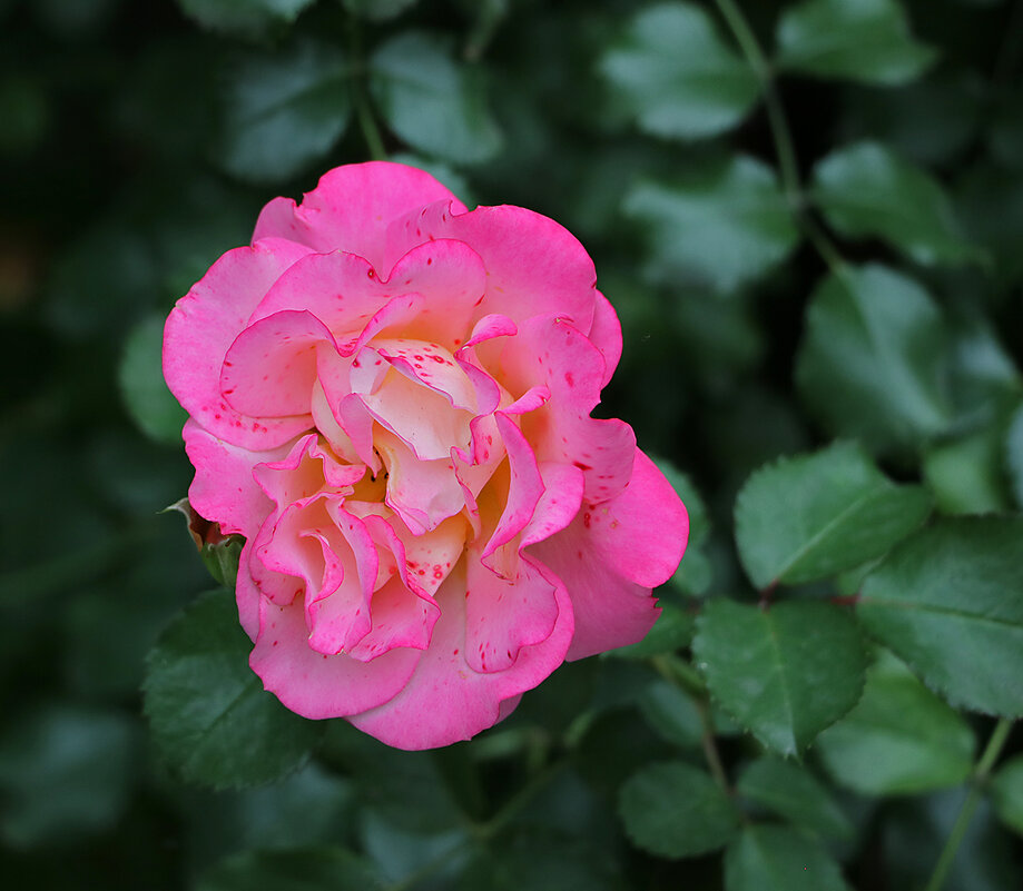 Сентябрьская - Светлана 