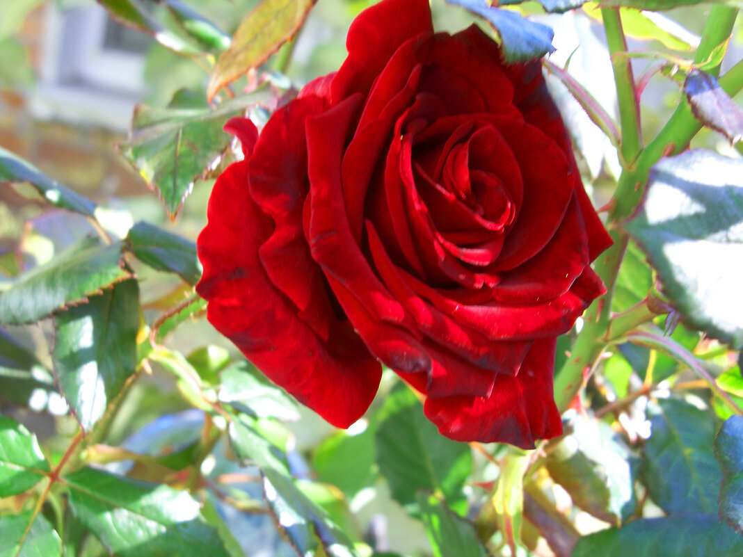 Бархатная  роза - Валентин Семчишин