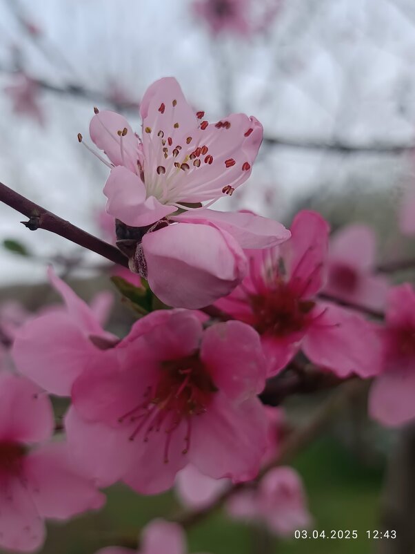 персик цветёт - Слава Коломойцев