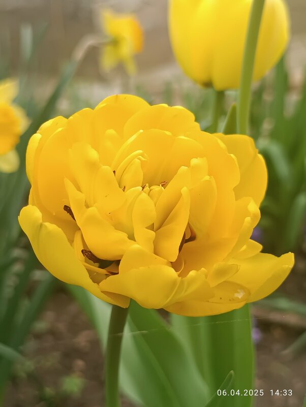 тюльпан полный желтый - Слава Коломойцев