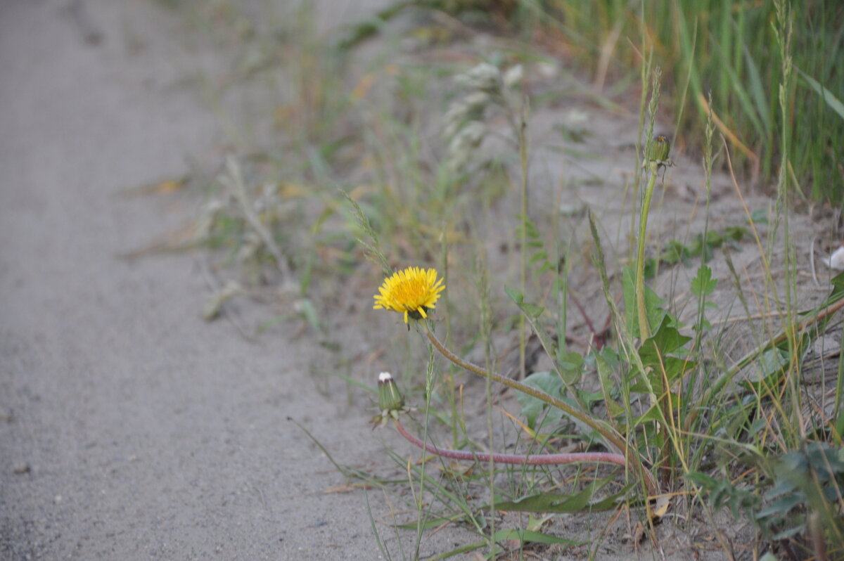 Одуванчик на обочине. - N_WORon 