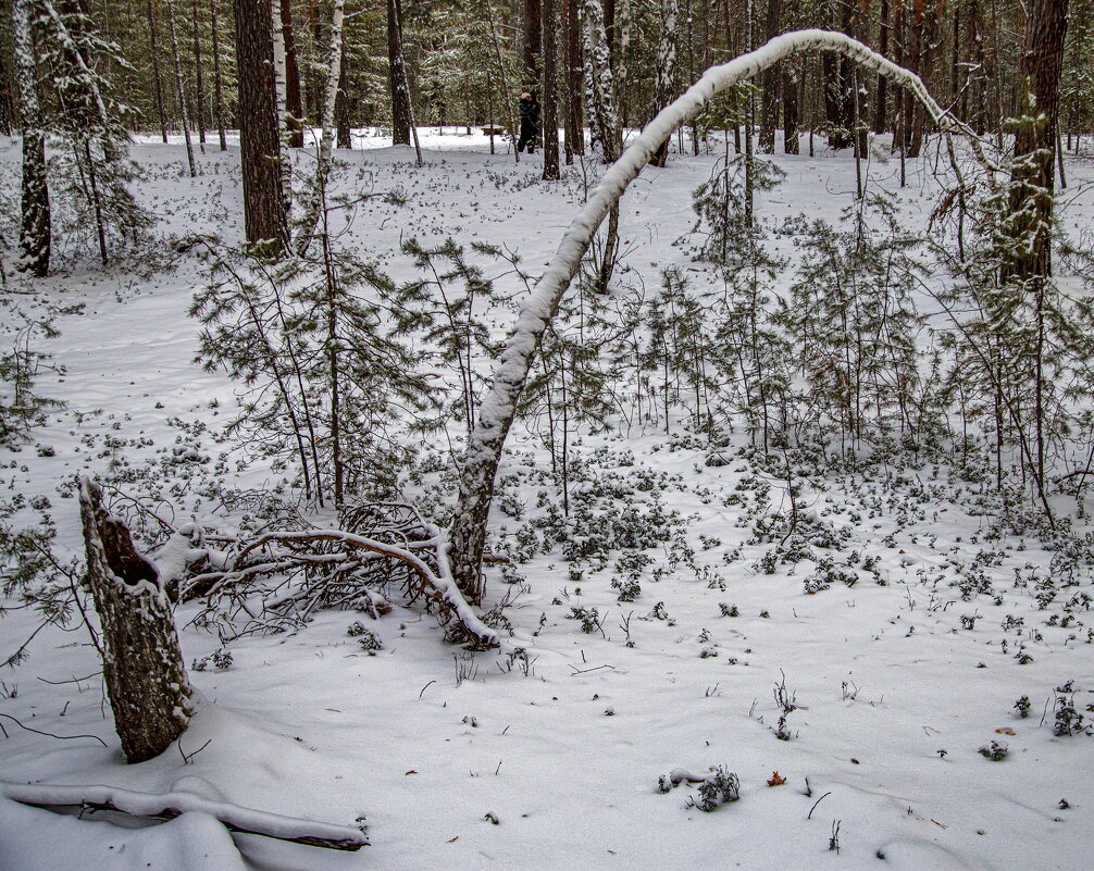 Зимний лес 3/5 - Barguzin_45 Иваныч