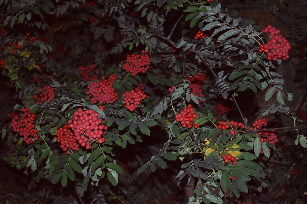 Рябина - Дарья Шуклина