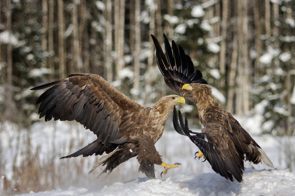 Орланы - Sergey38 