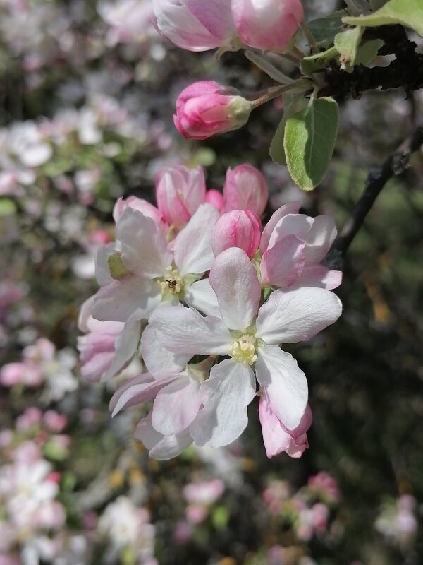 Скоро весна - Зоя Мишина