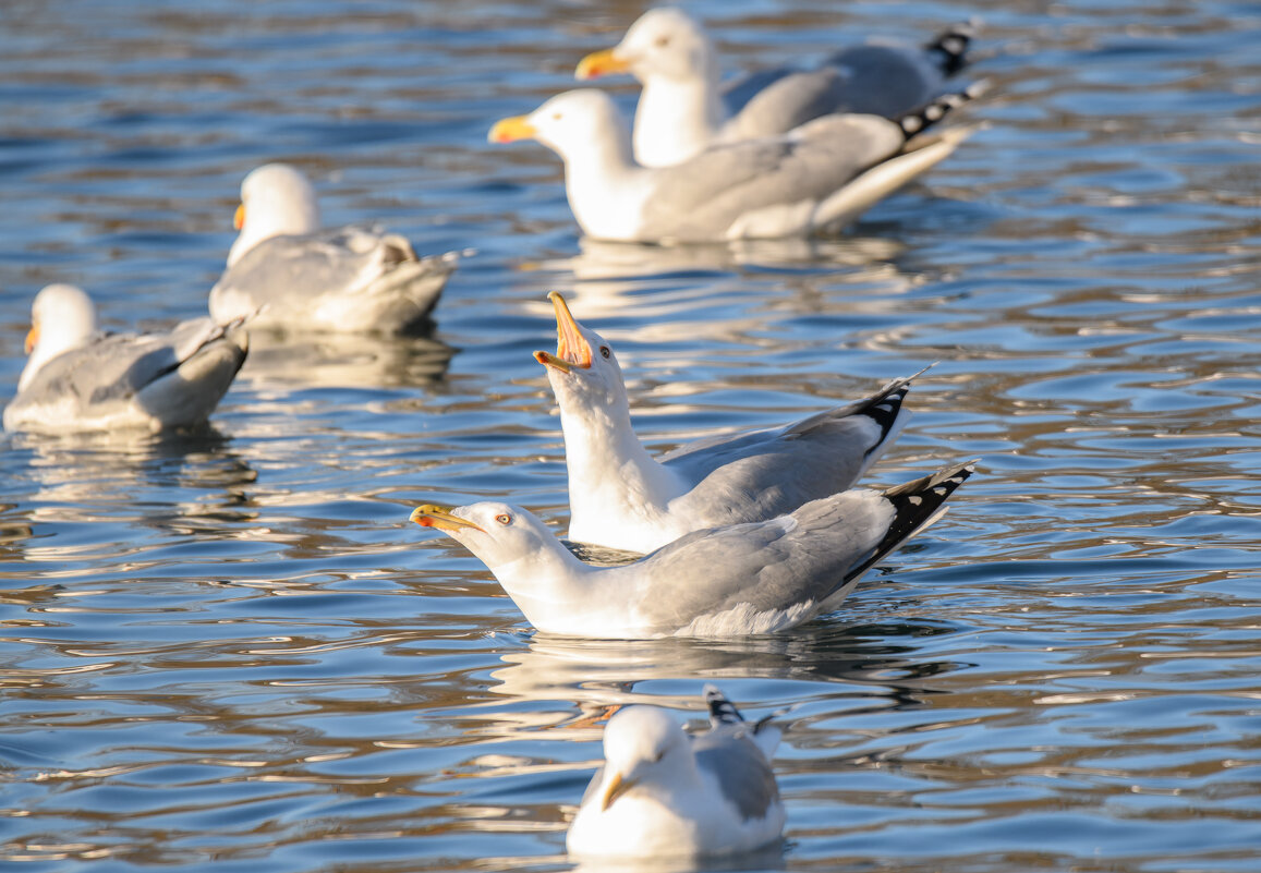 Чайки-хохотуньи посередине кадра - Дарья Меркулова