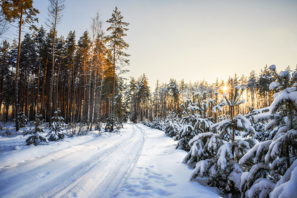 По лесной дороге - Валерий VRN