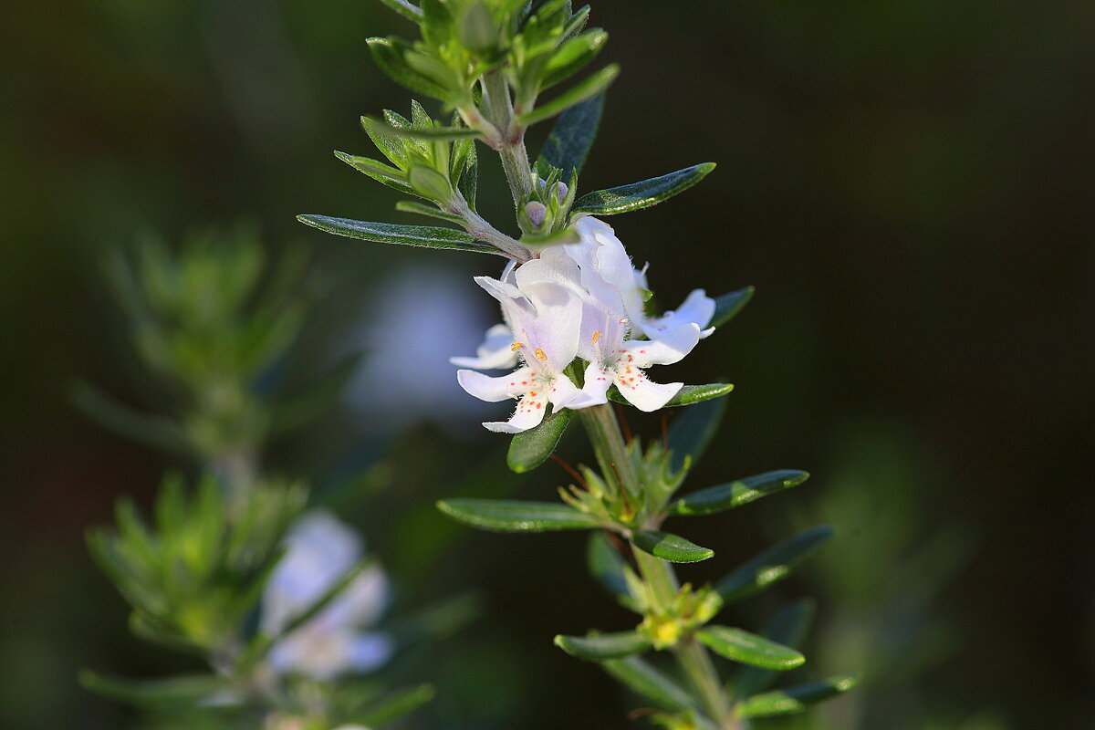 Белый. - Оля Богданович