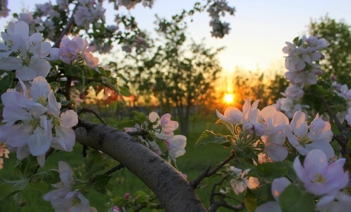 Яблоня - Оксана Новик 