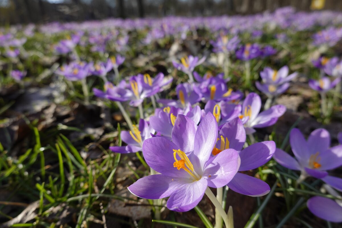 ...цветущиий.... февраль!! - Галина 