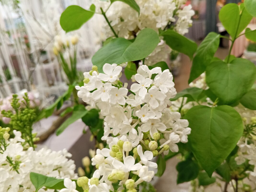 Сирень - Сапсан 