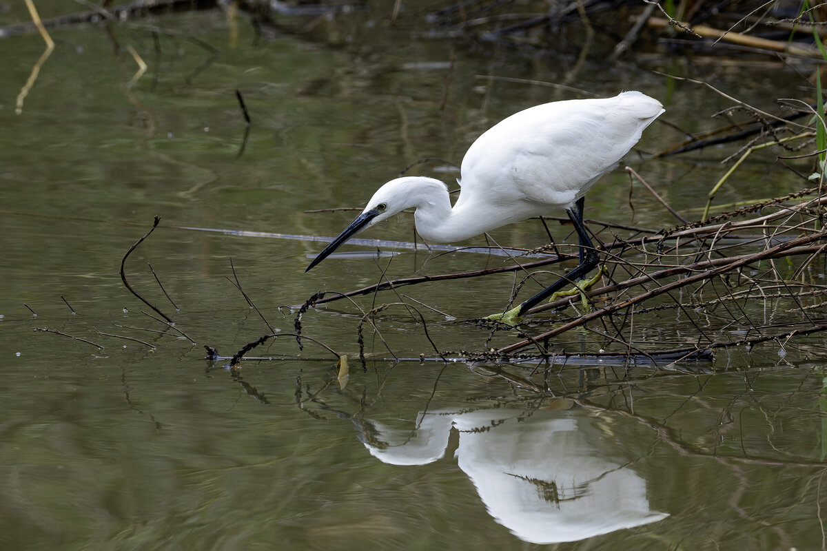 Малая белая цапля. - Alexander Amromin Малая белая цапля. - Alexander Amromin