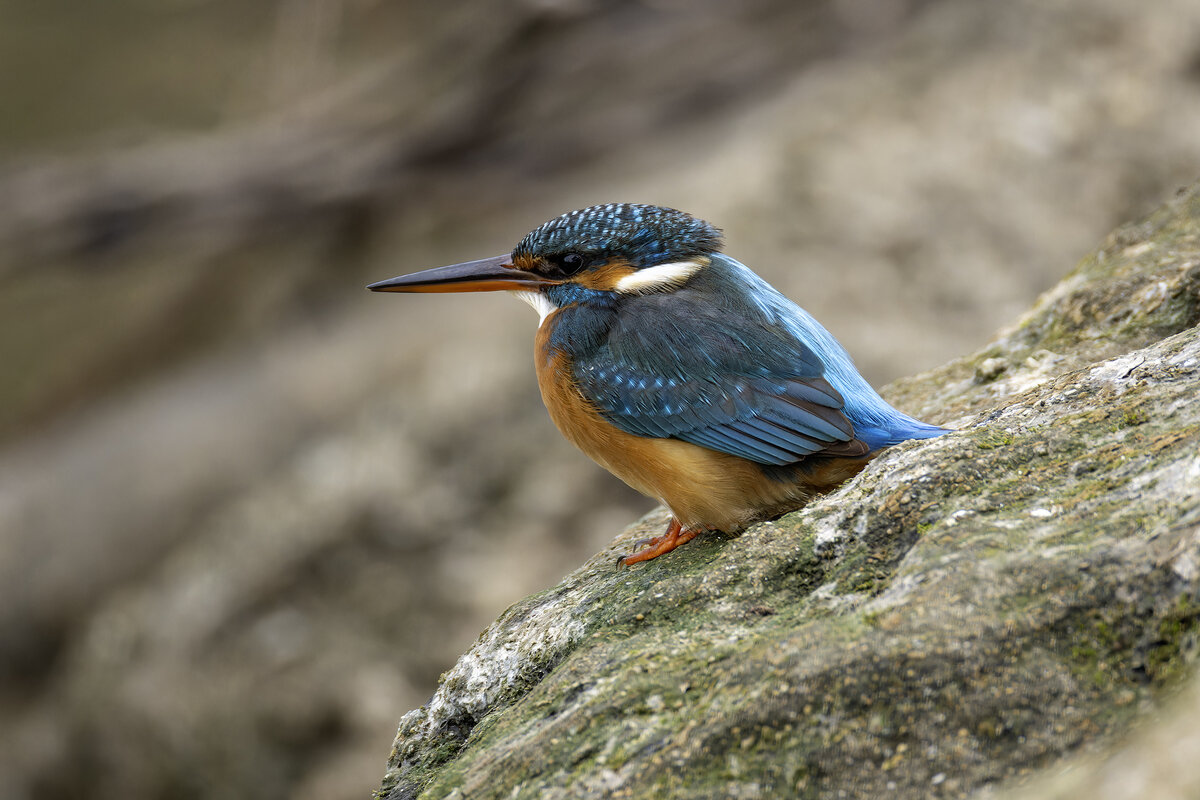 Зимородок. - Alexander Amromin