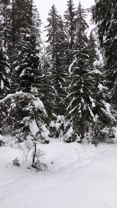 Дни зимы сочтены! - Ольга 