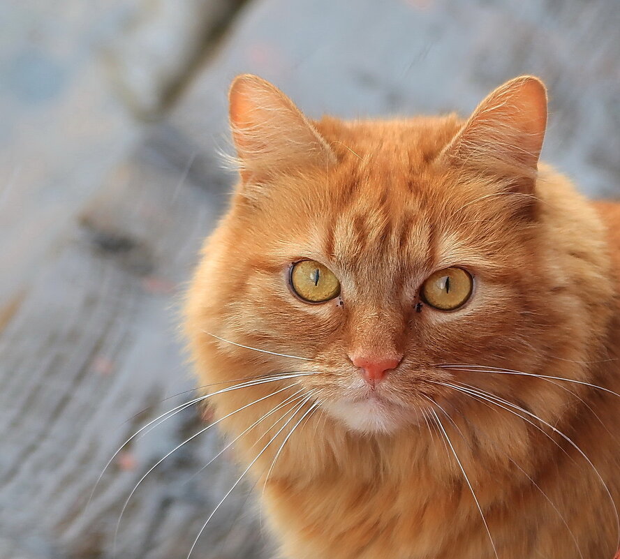 Алиса - Andrey Bragin 