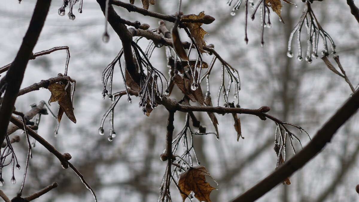 Мороз рисует свои узоры на ветвя дерева - Мариша Мороз рисует свои узоры на ветвя дерева - Мариша