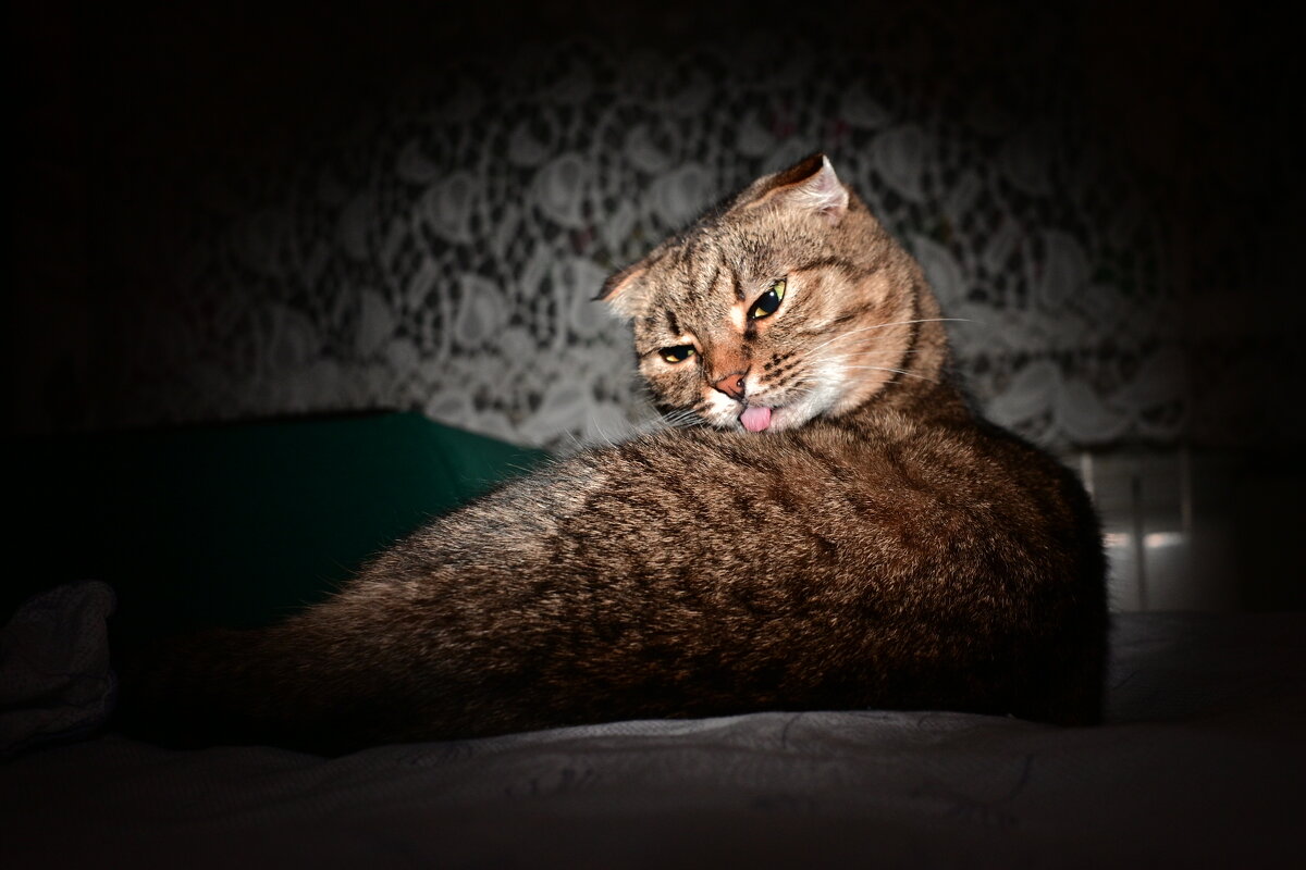 *** - Владислав Левашов